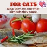 Harmful foods for cats: what they are and what ailments they cause