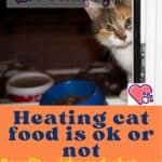 Heating cat food is ok or not: benefits, risks and what you need to know about this