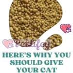 Here's Why You Should Give Your Cat Brewer's Yeast