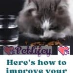 Here's how to improve your cat's digestion!