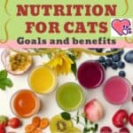 Holistic nutrition for cats: goals and benefits