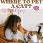 How and where to pet a cat?