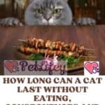 How-long-can-a-cat-last-without-eating-consequences-and-remedies-1a