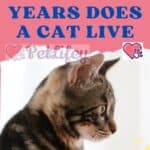 How many years does a cat live