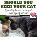 How much should you feed your cat: quantity based on weight and age of the cat