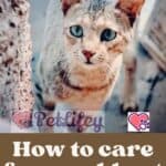 How to care for an old cat