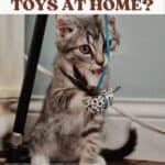 How to make cat toys at home?