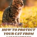 How-to-protect-your-cat-from-mosquitoes-tips-and-advice-1a