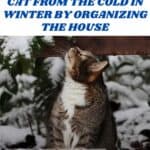 How to protect your cat from the cold in winter by organizing the house