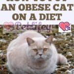 How to put an obese cat on a diet