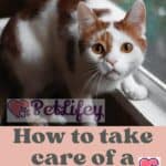 How to take care of a deaf cat