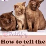 How-to-tell-the-age-of-a-cat-1a