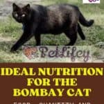 Ideal Nutrition for the Bombay Cat: food, quantity and frequency of meals