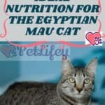 Ideal Nutrition for the Egyptian Mau Cat