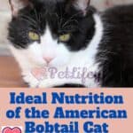 Ideal-Nutrition-of-the-American-Bobtail-Cat-food-quantity-and-frequency-of-meals-1a