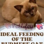 Ideal feeding of the Burmese Cat: food, quantity, frequency of meals