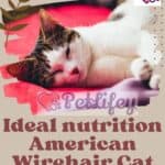Ideal nutrition American Wirehair Cat: food, quantity, frequency of meals