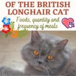 Ideal nutrition of the British Longhair Cat: foods, quantity and frequency of meals