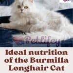 Ideal nutrition of the Burmilla Longhair Cat: food, quantity and frequency of meals