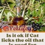 Is it ok if Cat licks the oil that is used for frying?