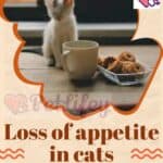 Loss-of-appetite-in-cats-when-the-cat-is-not-hungry-and-does-not-eat-enough-1a
