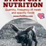 Lykoi Cat Nutrition: quantity, frequency of meals and specific foods