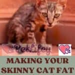 Making your skinny cat fat: the tricks to entice your cat to eat