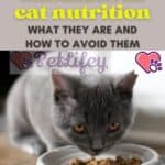 Mistakes in cat nutrition: what they are and how to avoid them
