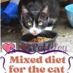 Mixed diet for the cat: benefits for its health