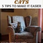 Moving with cats? 5 tips to make it easier