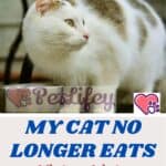 My cat no longer eats: what can I do to encourage him to eat?