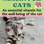 Niacin-for-cats-an-essential-vitamin-for-the-well-being-of-the-cat-1a