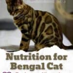 Nutrition for Bengal Cat: food, quantity and frequency of meals