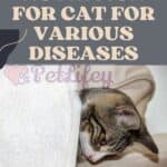 Nutrition-for-Cat-for-various-diseases-1a