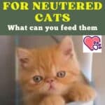 Nutrition for Neutered Cats: what can you feed them