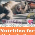 Nutrition for diabetic Cats