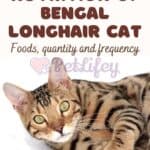 Nutrition of Bengal Longhair Cat: foods, quantity and frequency
