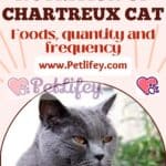 Nutrition of Chartreux Cat: foods, quantity and frequency