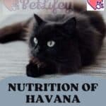 Nutrition-of-Havana-Brown-Cat-quantity-frequency-of-meals-and-foods-1a-2