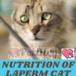 Nutrition-of-LaPerm-Cat-quantity-foods-and-adequate-meal-frequency-1a-1