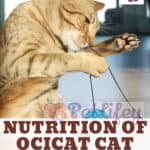 Nutrition of Ocicat Cat: food, quantity and frequency of meals