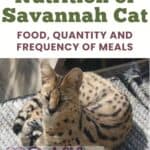 Nutrition of Savannah Cat: food, quantity and frequency of meals
