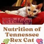 Nutrition of Tennessee Rex Cat: food, quantity and frequency of meals