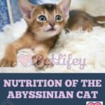 Nutrition of the Abyssinian Cat: food, quantity, frequency of meals