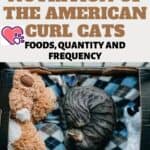 Nutrition of the American Curl Cats: foods, quantity and frequency