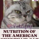 Nutrition of the American Shorthair Cat: foods, quantity and frequency