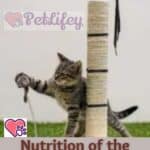 Nutrition-of-the-Australian-Mist-Cat-food-quantity-and-frequency-of-meals-1a
