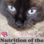 Nutrition-of-the-Balinese-Cat-doses-frequency-and-foods-1a