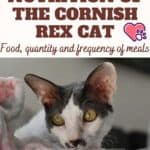 Nutrition of the Cornish Rex Cat: food, quantity and frequency of meals