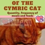 Nutrition-of-the-Cymric-Cat-quantity-frequency-of-meals-and-foods-1a